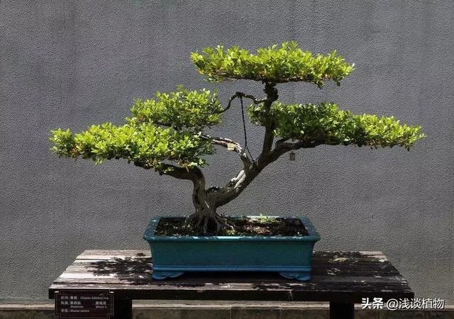 红果榆
