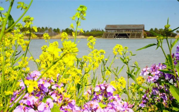 崇明西沙湿地公园