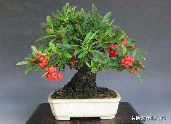 红果榆
