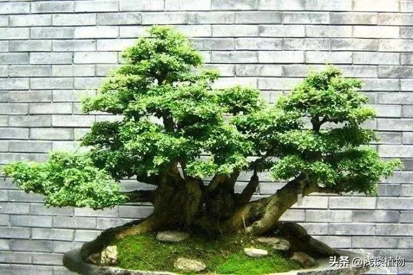 红果榆