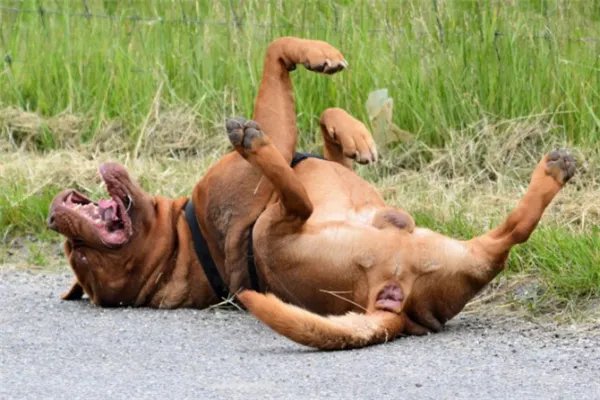 最凶悍的十大名犬:巴西非勒上榜,它是猛犬霸主