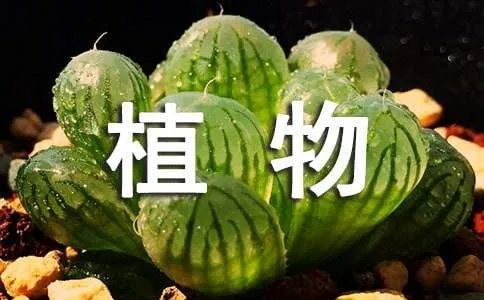 植物生长观察日记