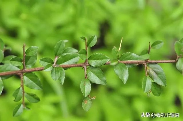 红果榆