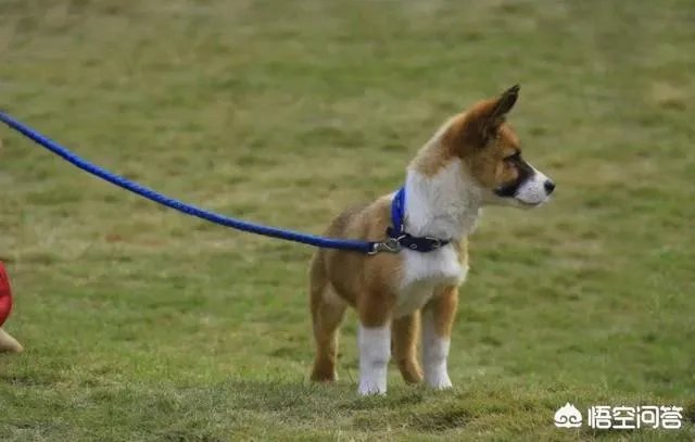给宠物狗办证需要什么流程?有必要吗?