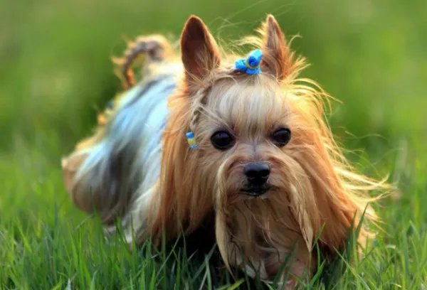 世界名犬排行榜