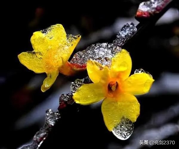 《春寒》这首古诗中的春寒是什么意思,你如何理解?