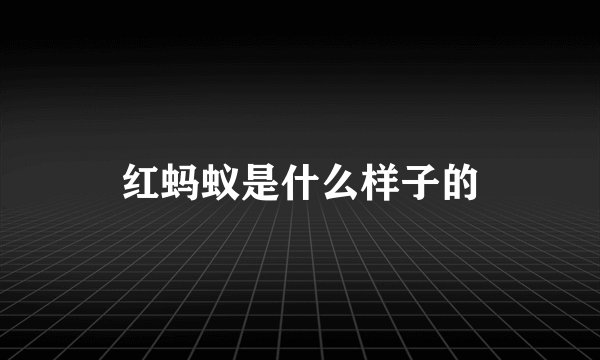 红蚂蚁是什么样子的