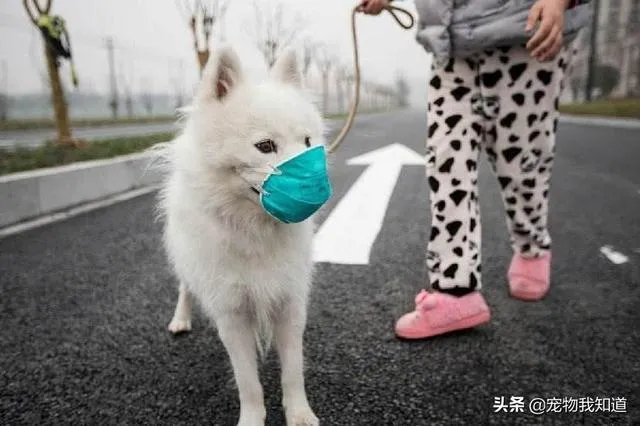 给宠物狗办证需要什么流程?有必要吗?