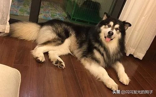 狗狗食欲不振是什么原因？