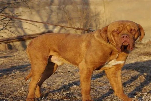最凶悍的十大名犬:巴西非勒上榜,它是猛犬霸主