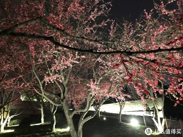 西安大雁塔广场,你要不要这么霸气啊—返乡游记