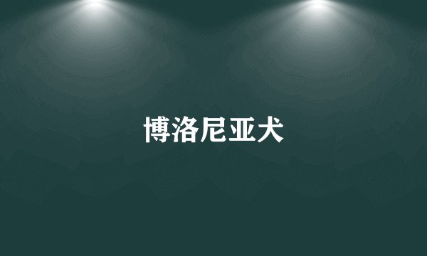 博洛尼亚犬