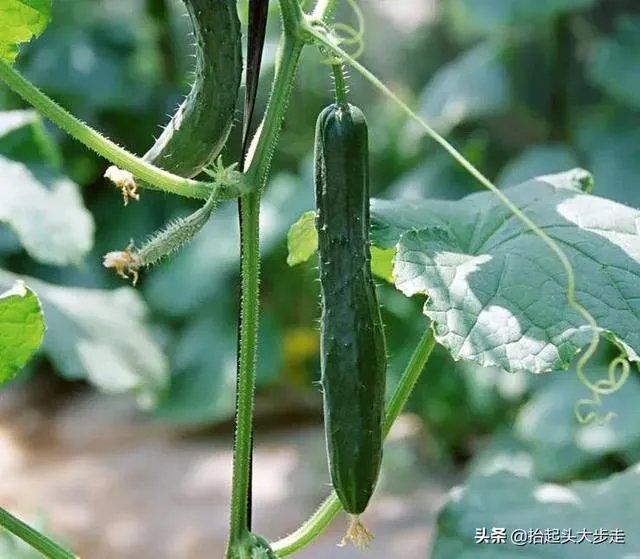 黄瓜种子哪个好?