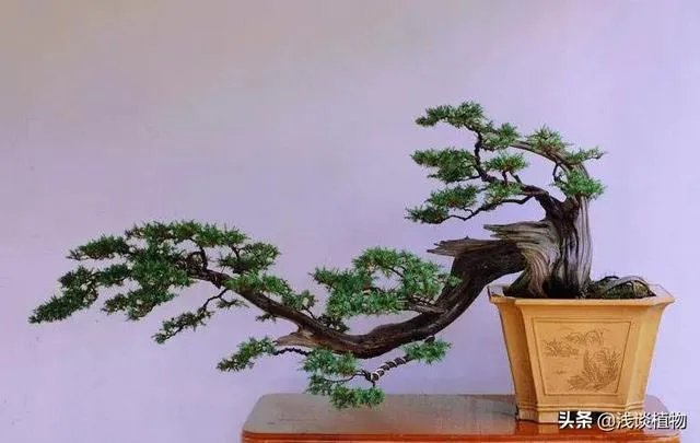红果榆