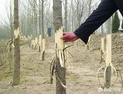 162棵树遭剥皮