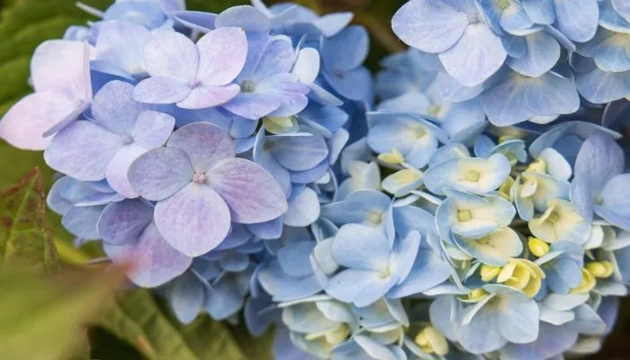 绣球花有毒吗 绣球花有没有毒