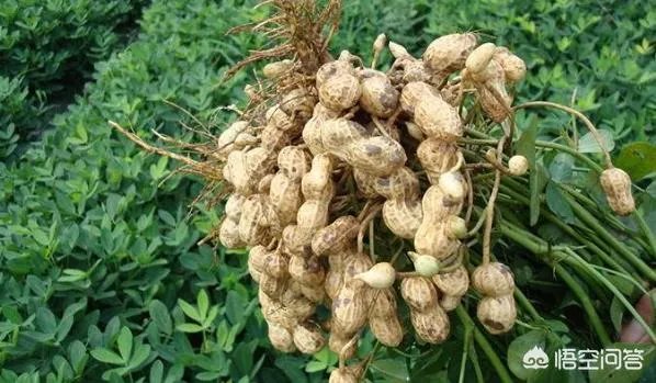 近期花生米价格出现了大涨的行情,这是什么原因造成的?