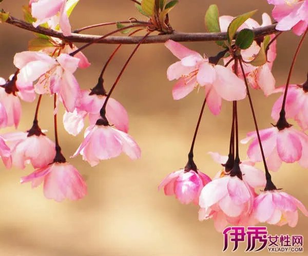 北美海棠图片