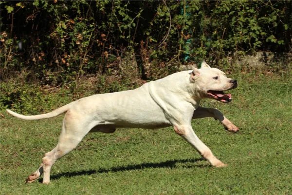 最凶悍的十大名犬:巴西非勒上榜,它是猛犬霸主