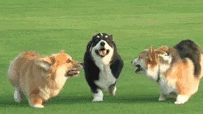 给宠物狗办证需要什么流程?有必要吗?