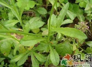 霸王草什么样子?