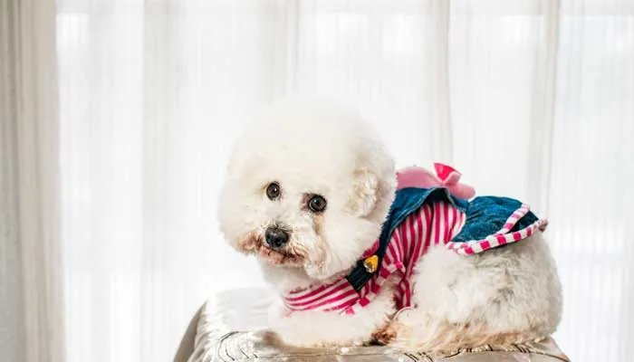 松狮犬怎么训练听主人命令 松狮犬的性格