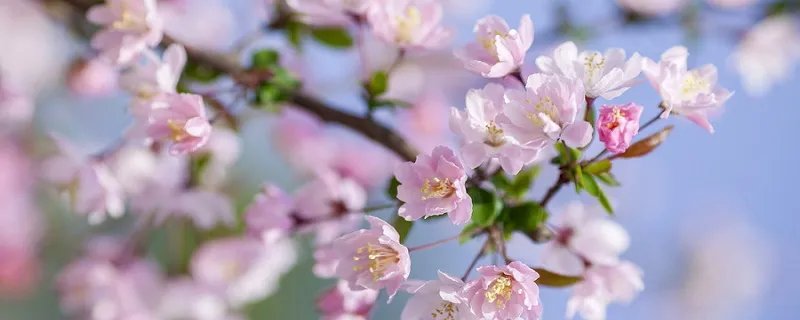 春天有什么花开 春天有什么花会开放