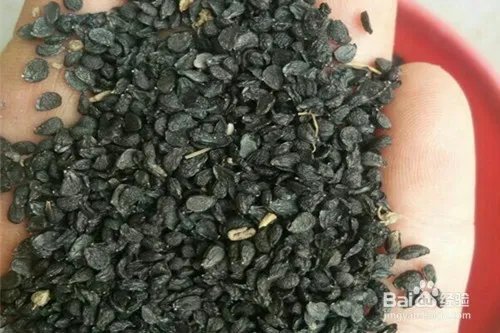 韭黄种植方法