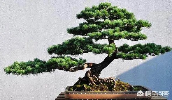 红果榆