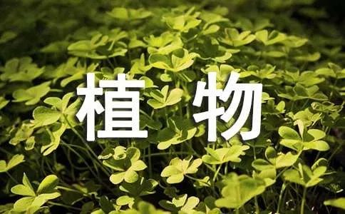 植物观察日记