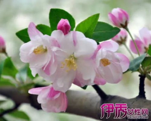 北美海棠图片