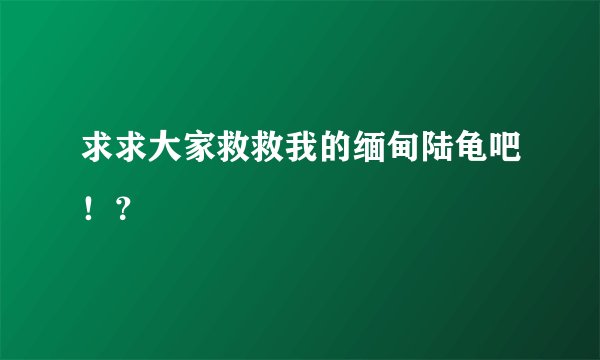 求求大家救救我的缅甸陆龟吧!?