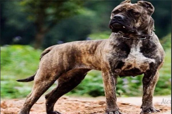 最凶悍的十大名犬:巴西非勒上榜,它是猛犬霸主