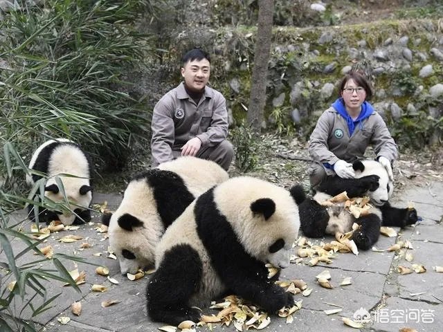 怎样能成为动物园饲养员呢?