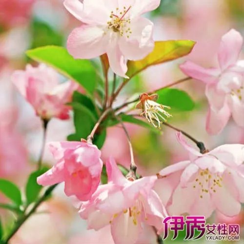 北美海棠图片