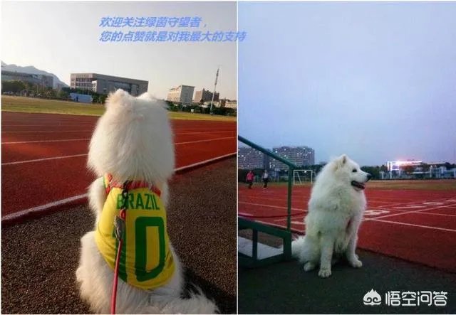 如何评价曼朱基奇?