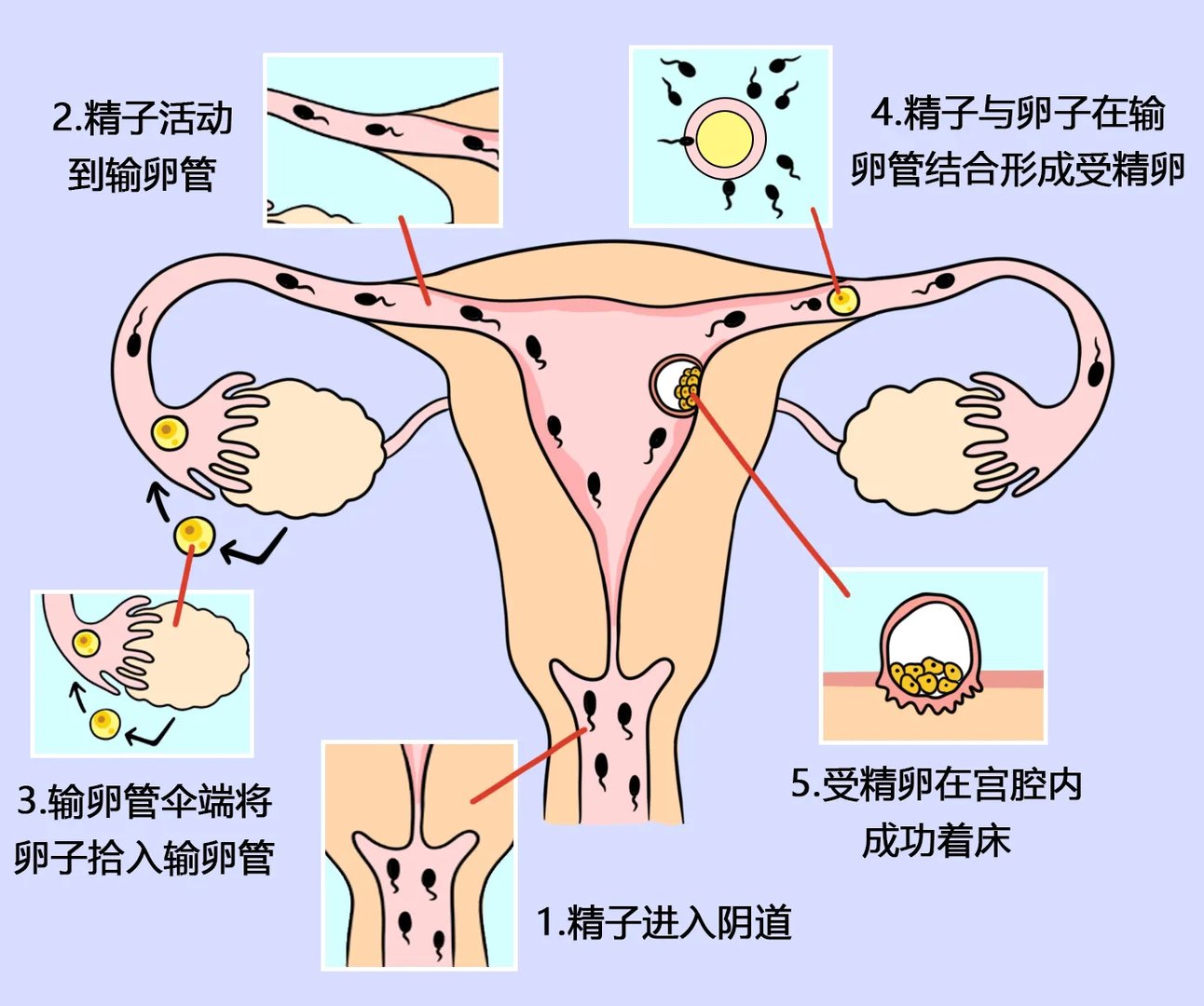 女人受孕过程
