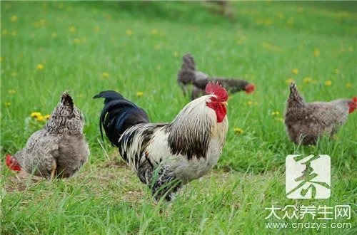 h5n6禽流感