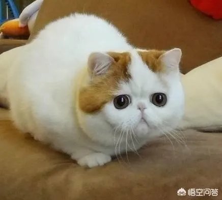 海航将允许旅客付费带宠物进客舱,你介意坐飞机的时候机舱有条狗狗吗?