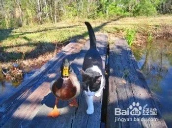 筋斗云坐骑攻略