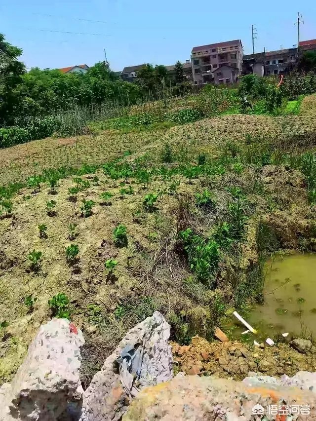 拆迁征地上种菜被推平,大妈报警维权要求赔偿被拒绝,怎么办?