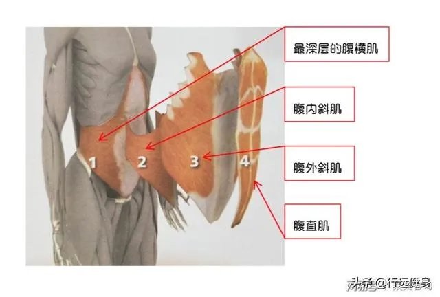 如何锻炼上腹肌?