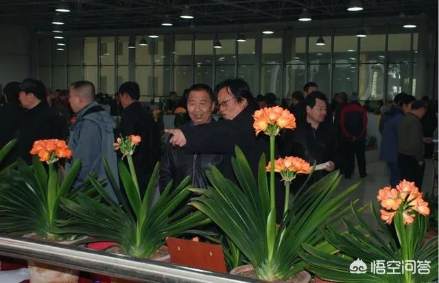 长春市的市花是什么?