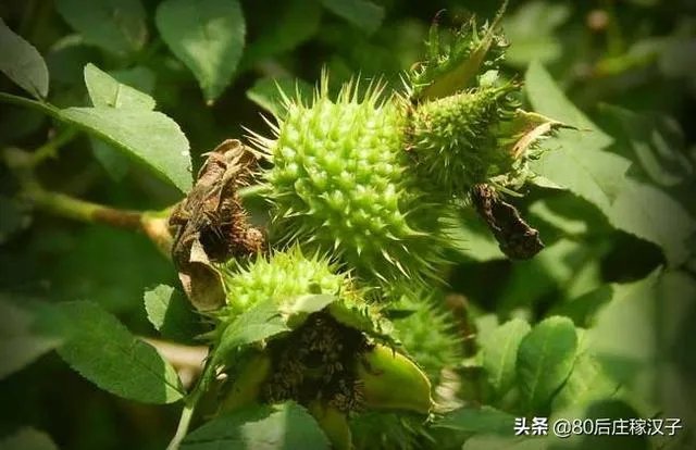 野生刺梨怎样种植?