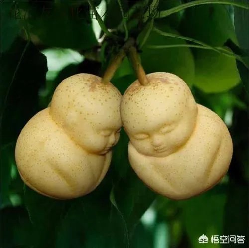 现在栽人参果树苗可以吗?