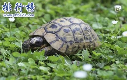 哪些宠物比较好养呢?2018十大小型宠物便宜又好养排行榜