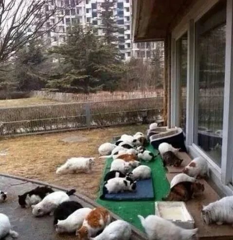 刘亦菲家后院首次曝光，养40多只猫，场面壮观。如果是你，你最多收养多少只流浪猫？