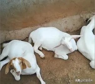 养羊回成太慢,能不能再做点别的来维持生活呢?