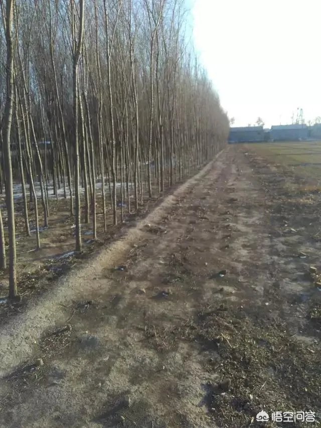 有人说苗木的行情不好,是真的吗?