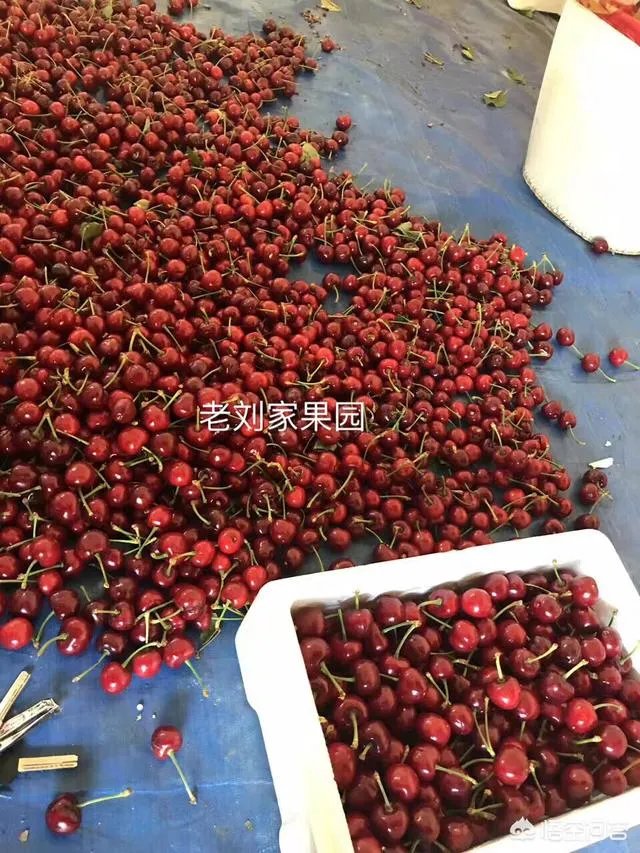 为什么现在大樱桃有卖一百元一斤的,网络里还有九十九五斤的?